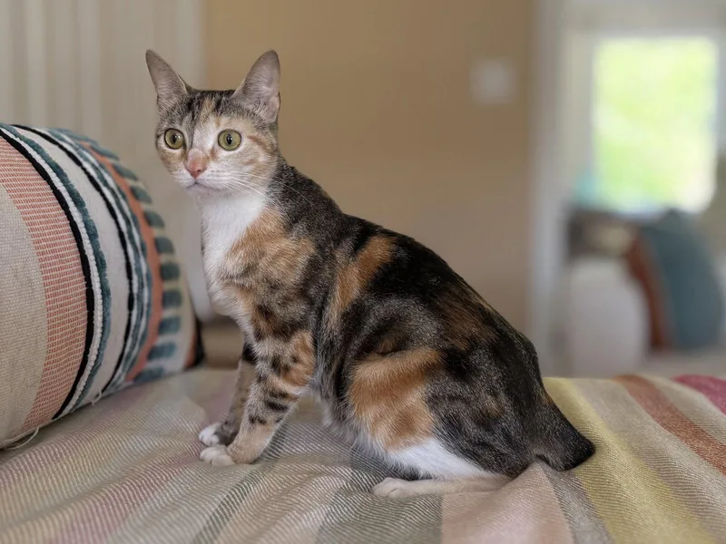A young medium-sized female Domestic Short Hair cat named Tulip for adoption in Broomall, PA