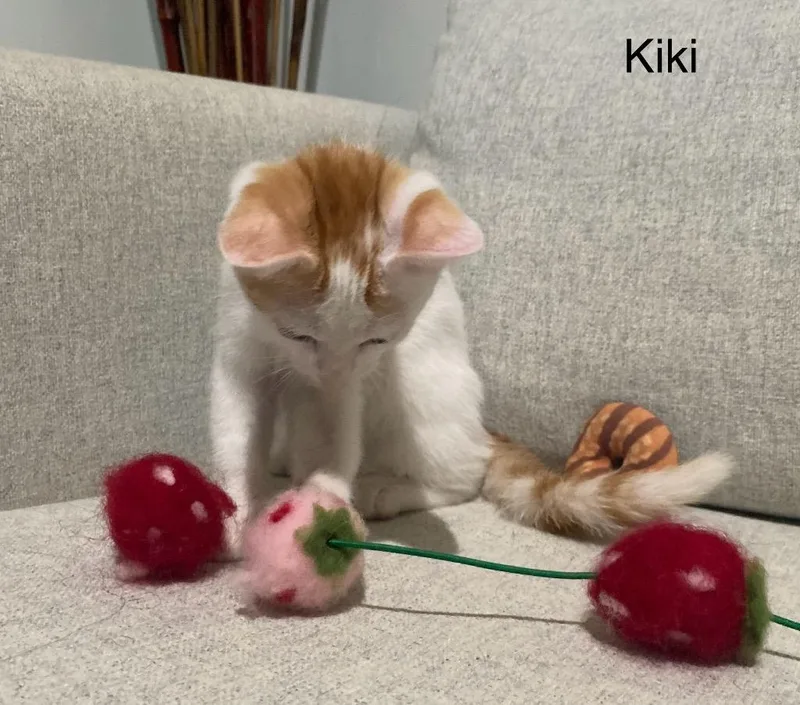 A baby medium-sized female Domestic Short Hair cat named Kiki Girl for adoption in San Antonio, TX