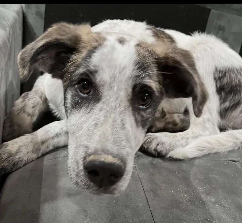 A baby medium-sized male White / Cream Mixed Breed dog named Lego for adoption in Maineville, OH