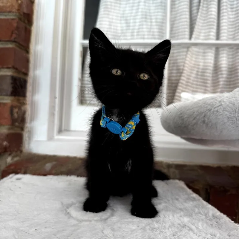 A baby small-sized male Black Domestic Short Hair cat named Shadow for adoption in Centerville, TN