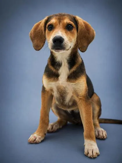 A young medium-sized male Hound dog named Mo for adoption in Bowling Green, KY