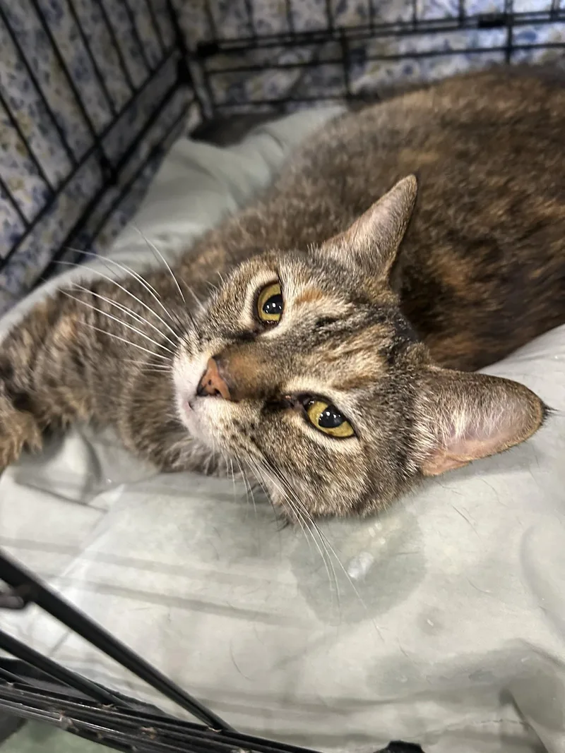 An adult medium-sized female Tabby (Brown / Chocolate) Domestic Short Hair cat named Daisy Mae for adoption in Mokena, IL