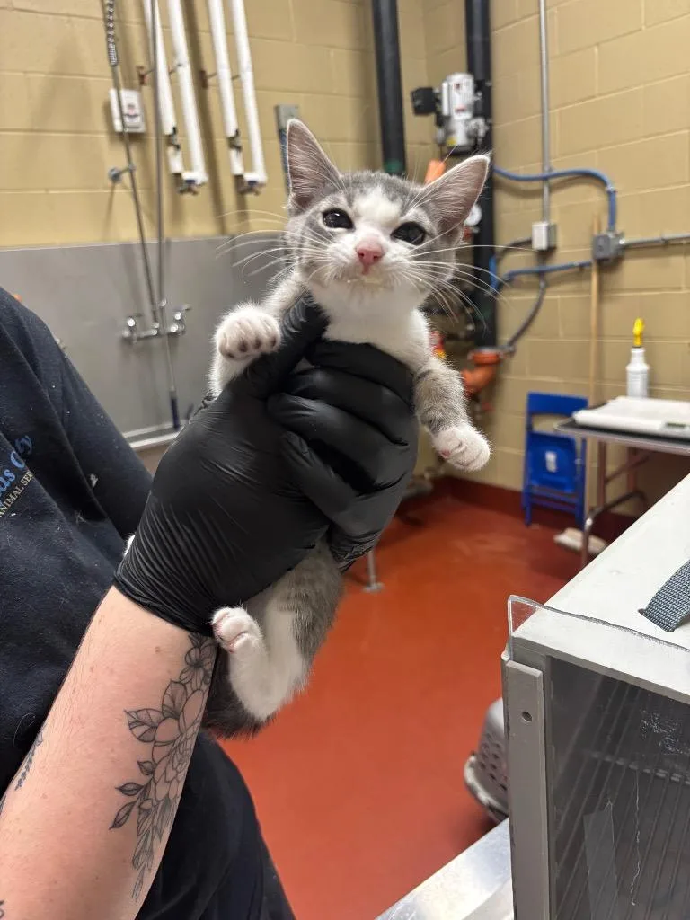 A baby small-sized female Domestic Short Hair cat named Pineapple for adoption in Douglasville, GA