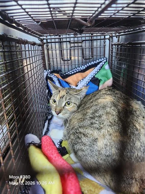 A young medium-sized female Domestic Medium Hair cat named Belle for adoption in San Antonio, TX
