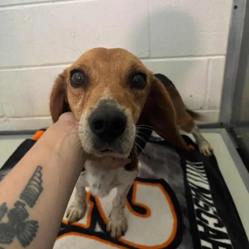 An adult medium-sized male Black Beagle dog named Watson for adoption in Rocky Mount, VA