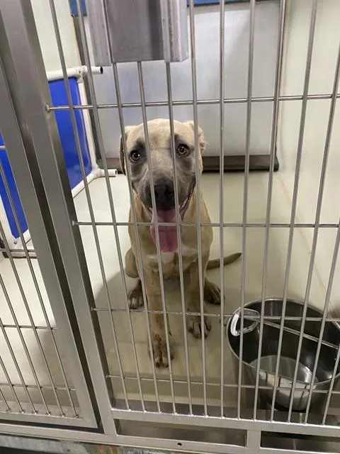 A young small-sized male Pit Bull Terrier dog named Drake for adoption in Bakersfield, CA