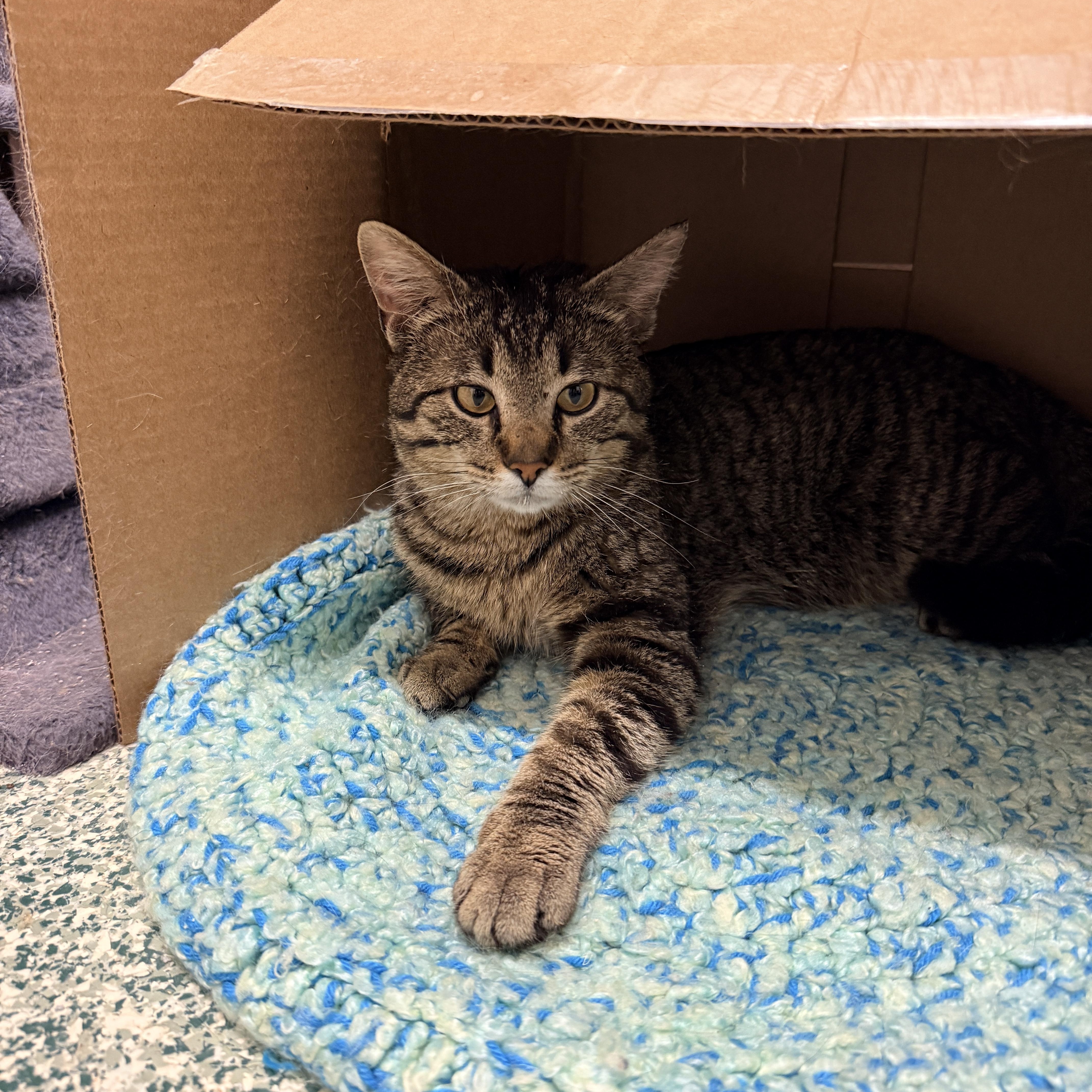 An adult large-sized male Tabby (Brown / Chocolate) Domestic Short Hair cat named Bjorn for adoption in Richland Center, WI