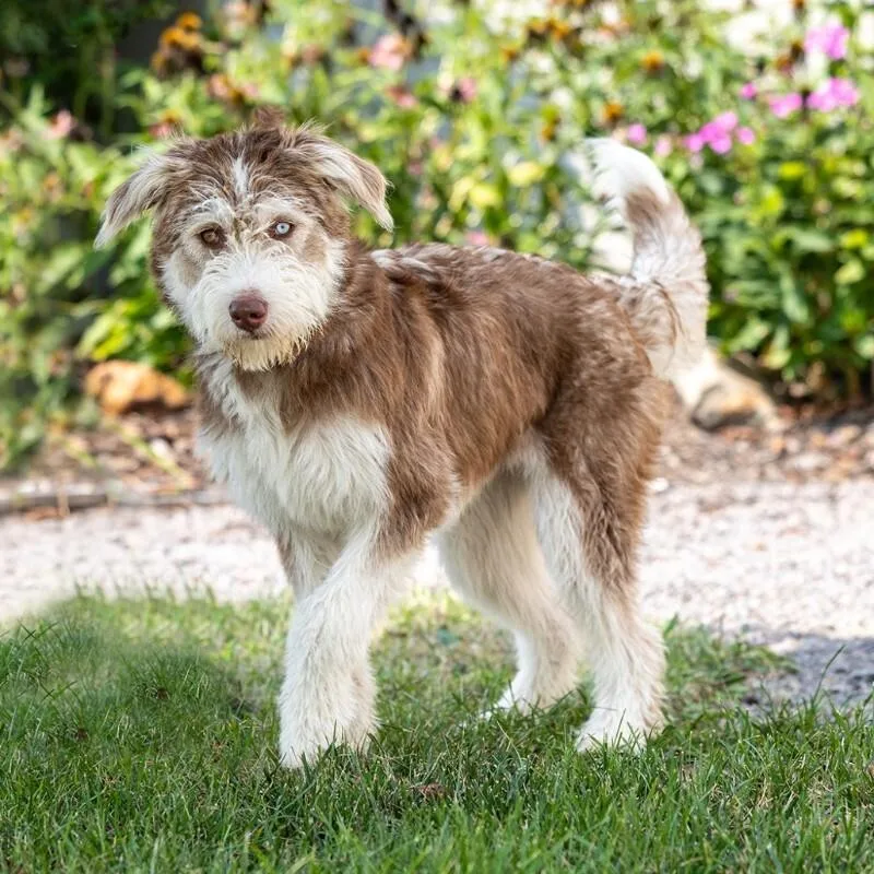 An adult medium-sized female Poodle dog named Hoot for adoption in Yankton, SD