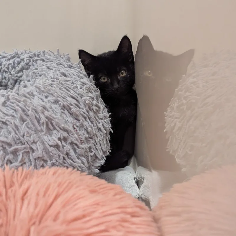 A baby small-sized male Black Domestic Short Hair cat named Sirius for adoption in La Grange, KY