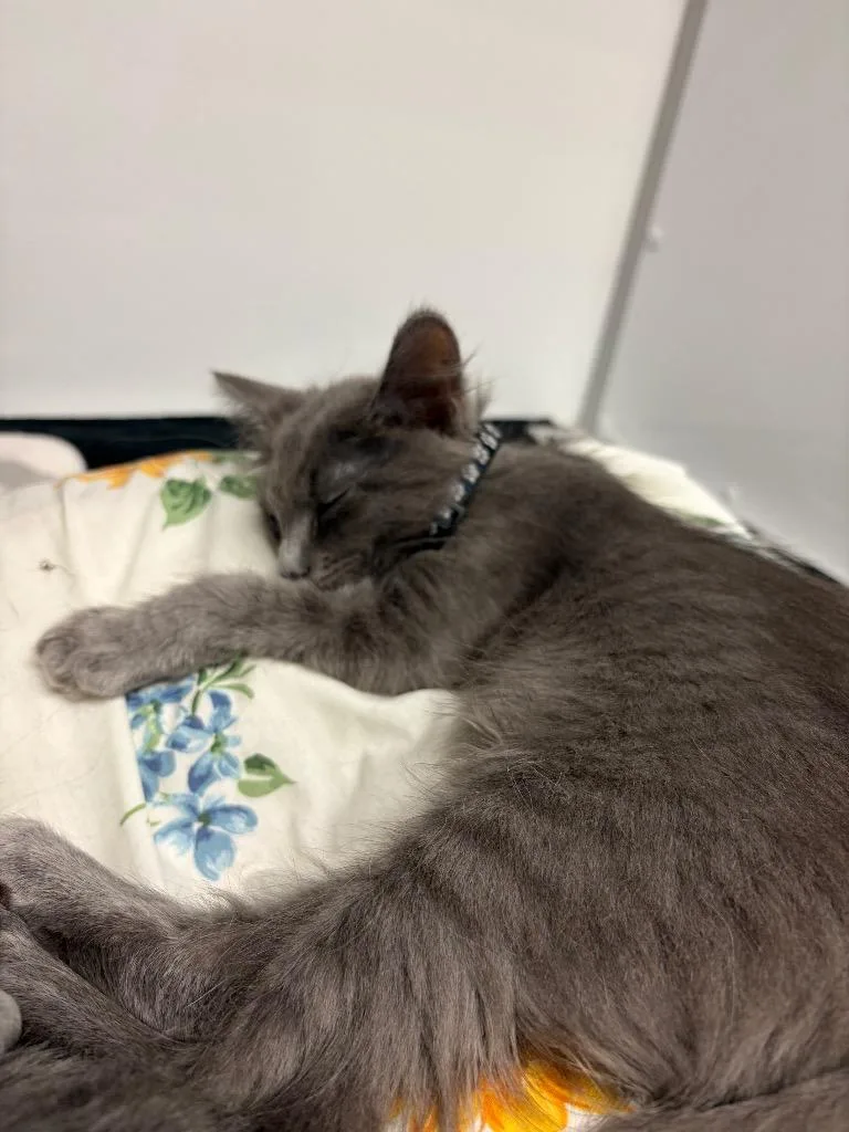 A baby medium-sized female Domestic Short Hair cat named Wanderer for adoption in Peoria, AZ