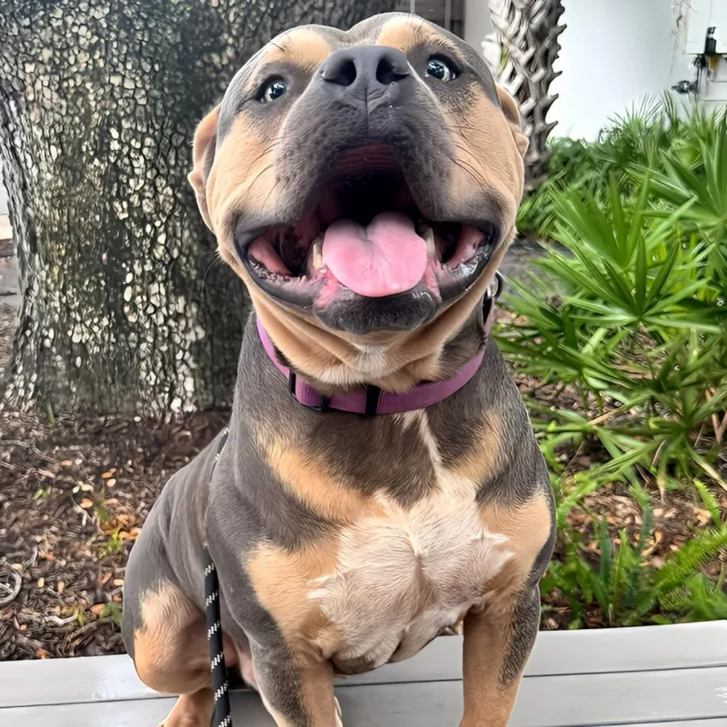 Bullet
