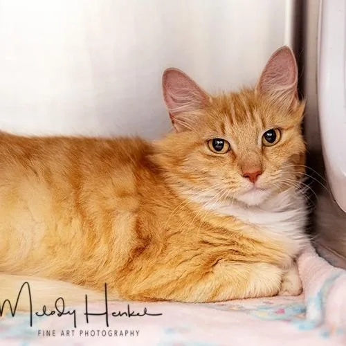 A young small-sized female Orange / Red Domestic Medium Hair cat named Marigold for adoption in Brockton, MA