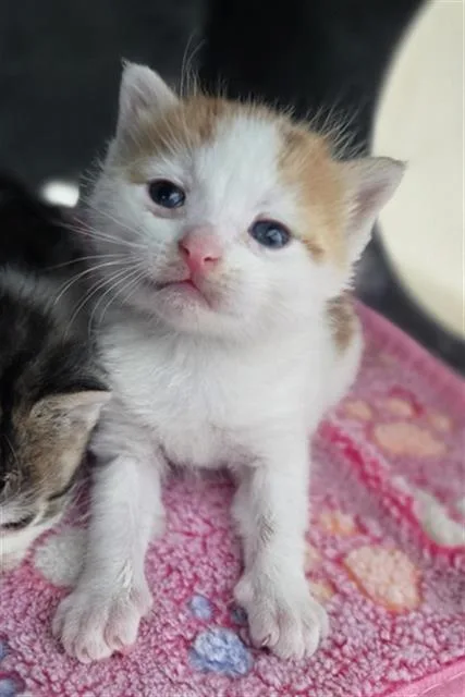 A baby medium-sized male Domestic Short Hair cat named Sour for adoption in Dallas, TX