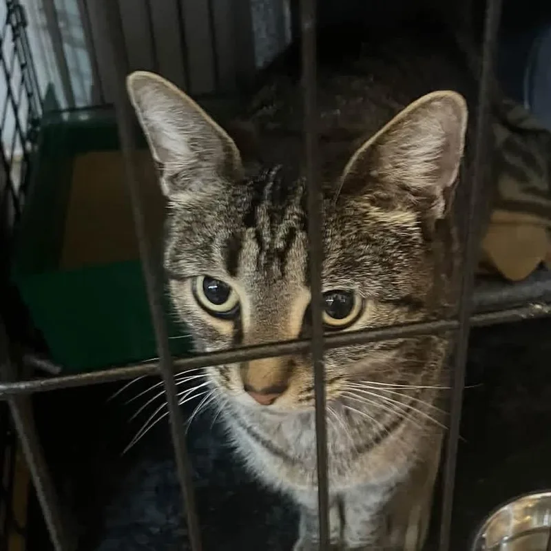 An adult medium-sized female Brown / Chocolate Domestic Short Hair cat named Maude for adoption in Quakertown, PA