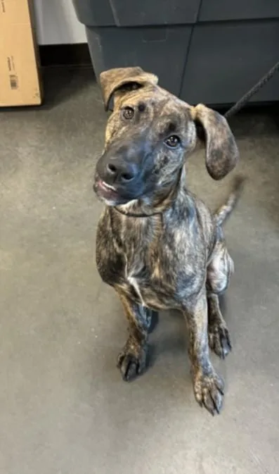 A young medium-sized male Plott Hound dog named Karuso for adoption in Chatsworth, CA