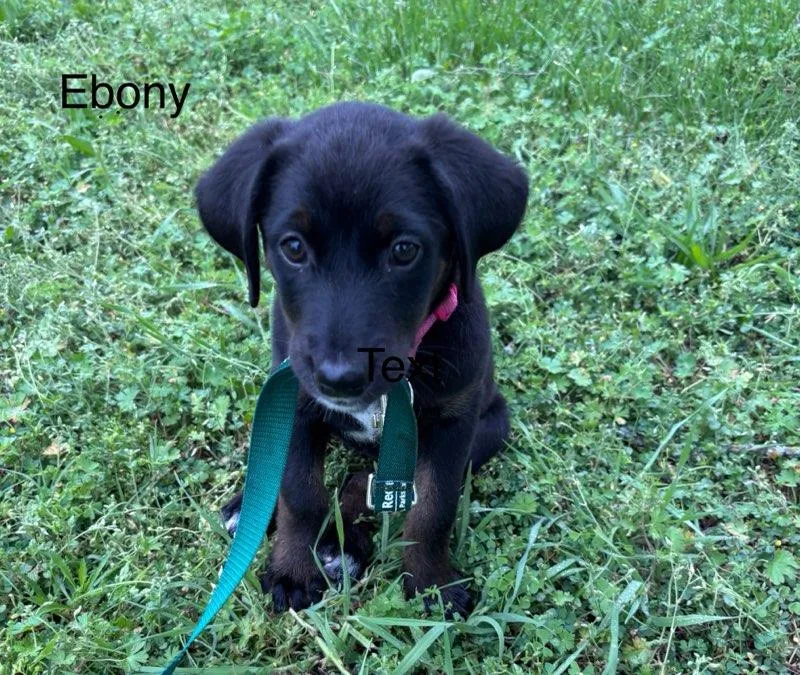 Ebony