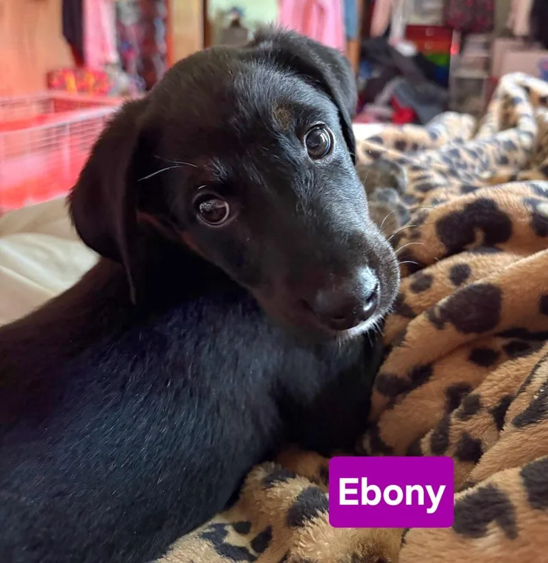 Ebony thumbnail 2