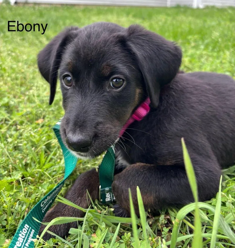 Ebony thumbnail 3