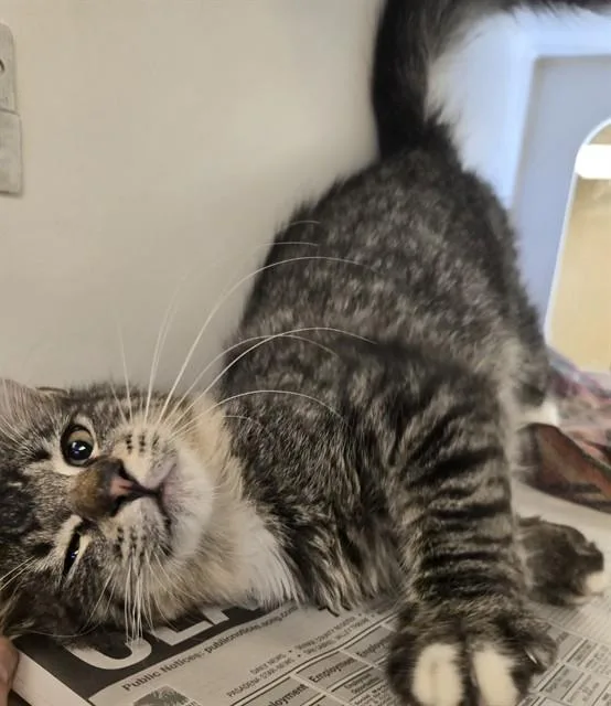 A young small-sized male Domestic Medium Hair cat named Bennington for adoption in Riverside, CA