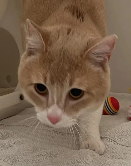 An adult small-sized male Domestic Medium Hair cat named Cheeks for adoption in Honolulu, HI