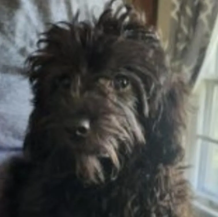 A baby small-sized female Black Aussiedoodle dog named KeeKee for adoption in Twin lakes, WI