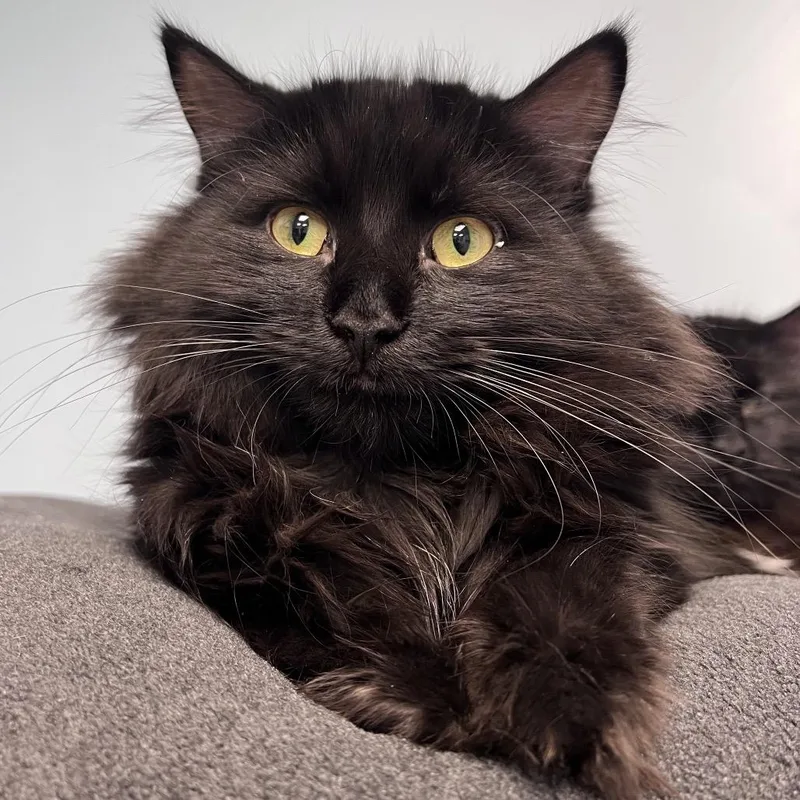 A young small-sized female Black Domestic Long Hair cat named Starbright for adoption in Arlington Heights, IL