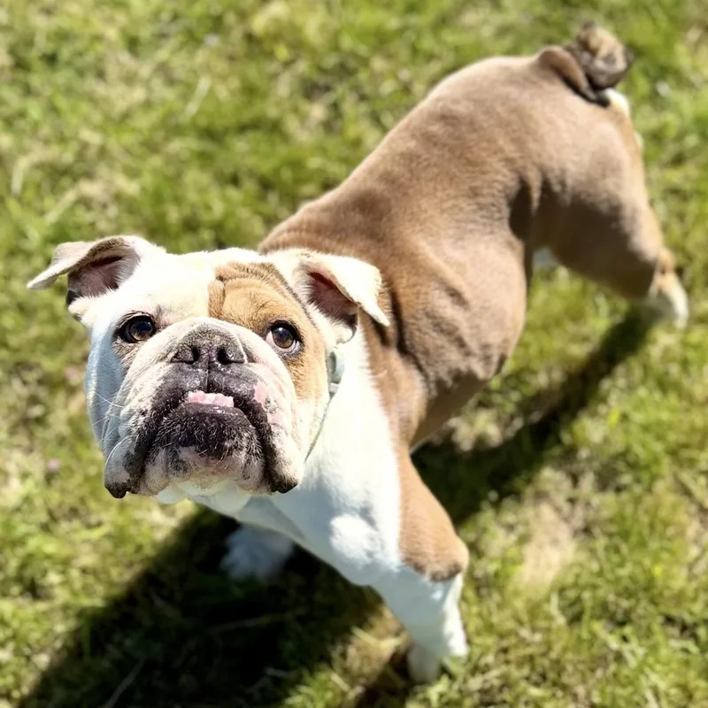 Nova