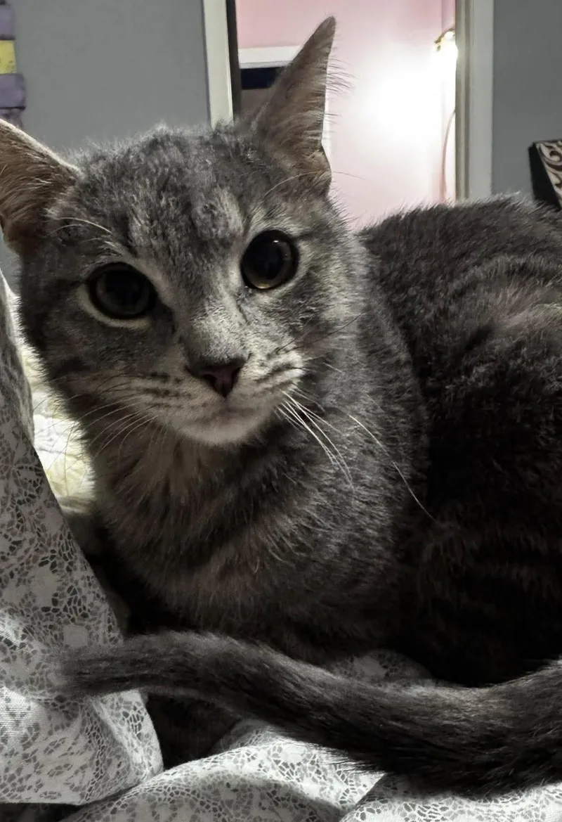 Valentin thumbnail 2