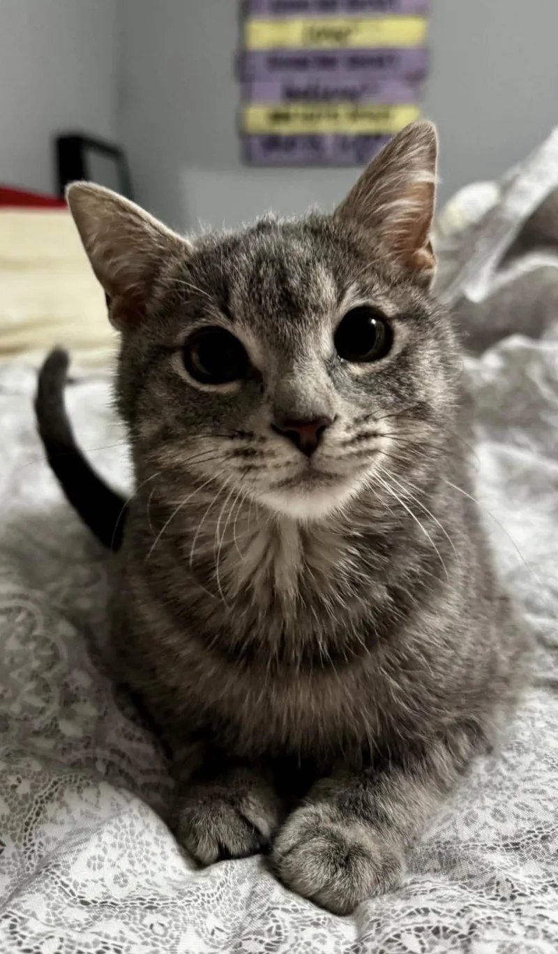 Valentin thumbnail 3