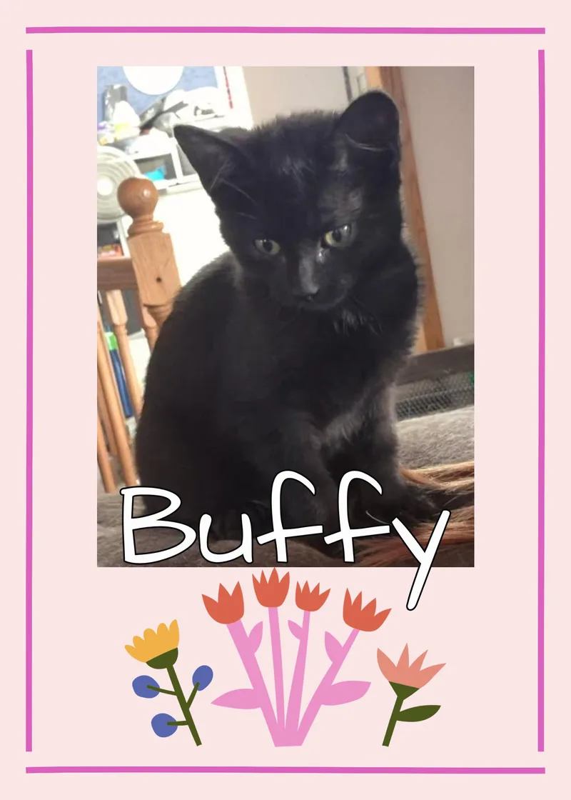 A baby medium-sized female Black Domestic Short Hair cat named Buffy for adoption in Valley City, ND