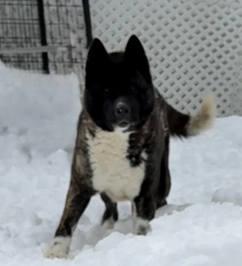 Stella Bella thumbnail 4