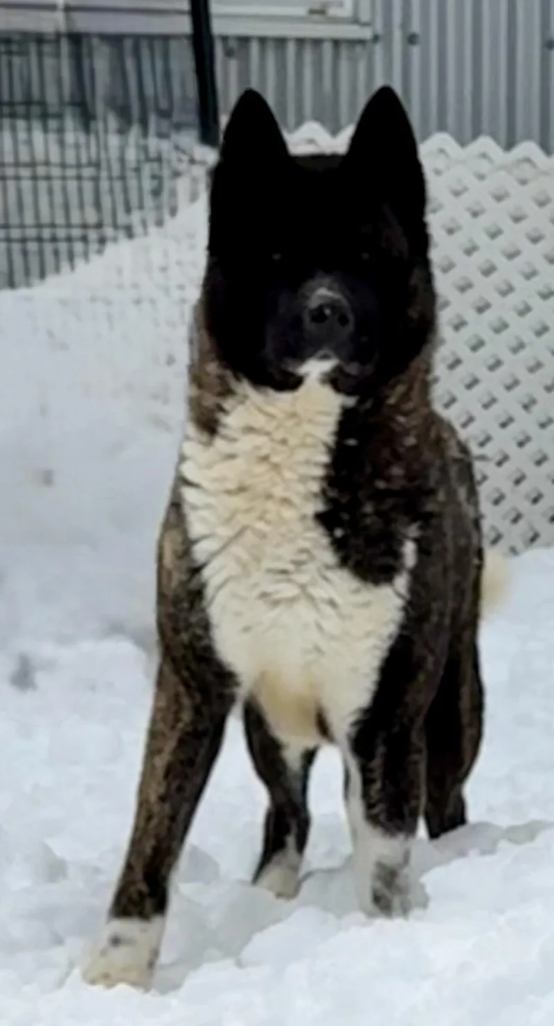 Stella Bella thumbnail 5