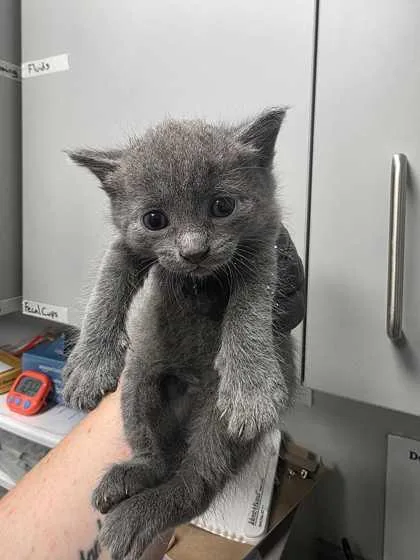 A baby small-sized female Domestic Short Hair cat named Magenta for adoption in Sevierville, TN