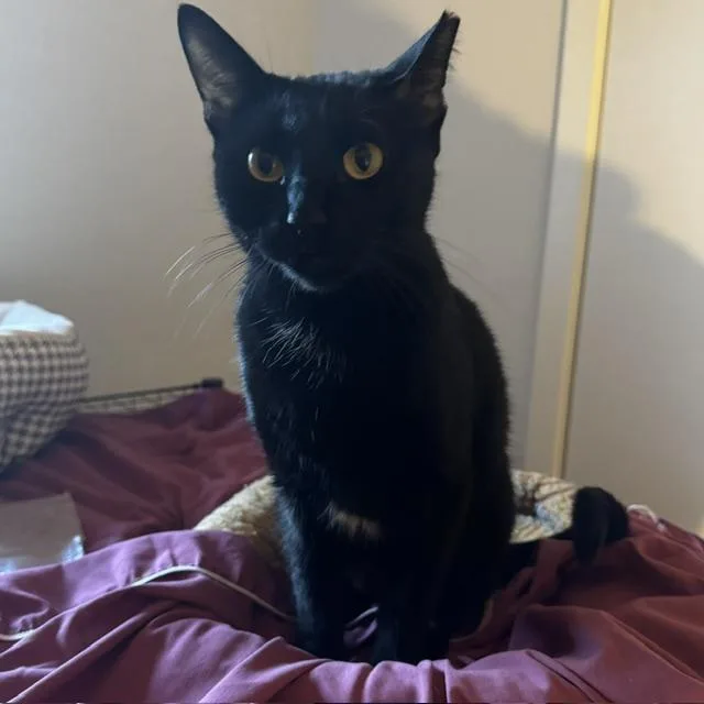A young medium-sized female Black Domestic Short Hair cat named Kashmere for adoption in Porter, TX