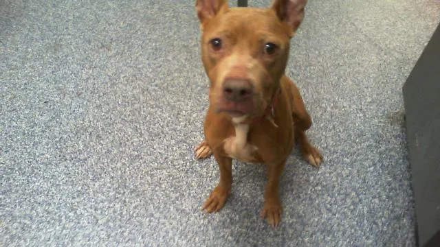An adult medium-sized female Pit Bull Terrier dog named Cocoa for adoption in Charlotte, NC