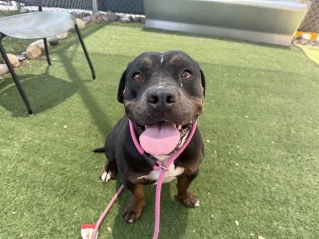 A young large-sized female Pit Bull Terrier dog named Jazzy for adoption in Phoenix, AZ