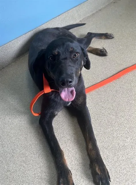 A young medium-sized female Labrador Retriever dog named Hart for adoption in Newton, NC