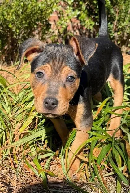 Maverick thumbnail 2