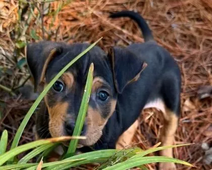 Maverick thumbnail 3