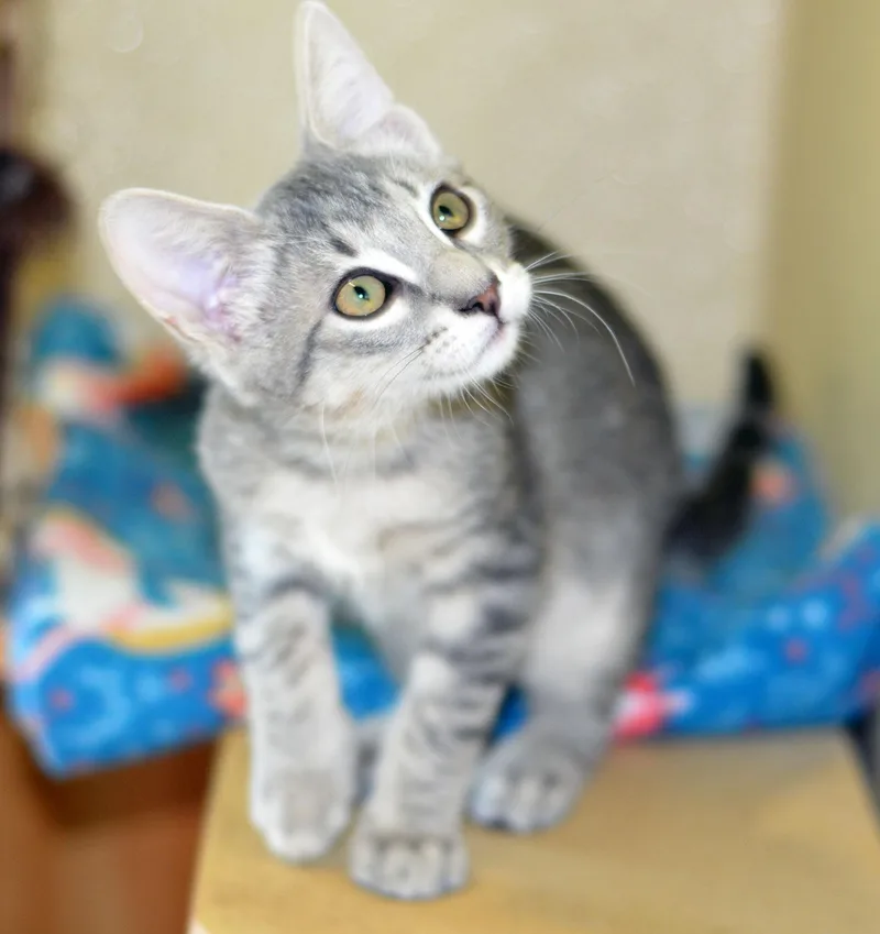 A baby medium-sized male Tabby cat named Moe for adoption in San Clemente, CA