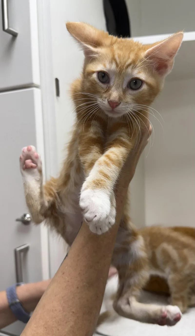 A young medium-sized male Orange & White Domestic Short Hair cat named Fru Fru for adoption in Satellite Beach, FL