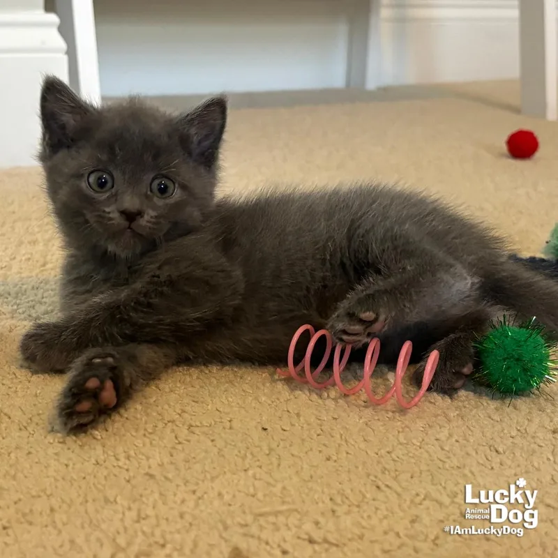 Ms. Pluto thumbnail 2