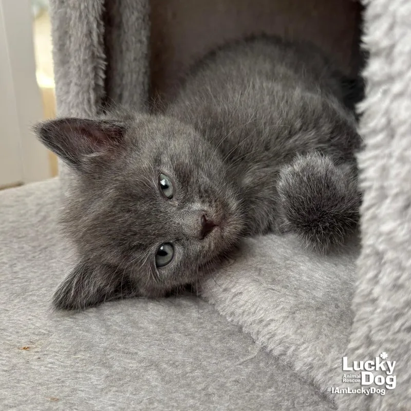 Ms. Pluto thumbnail 3