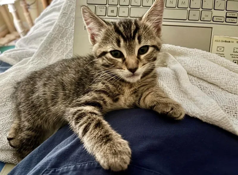 A baby small-sized male Domestic Short Hair cat named Pip for adoption in Sebastian, FL