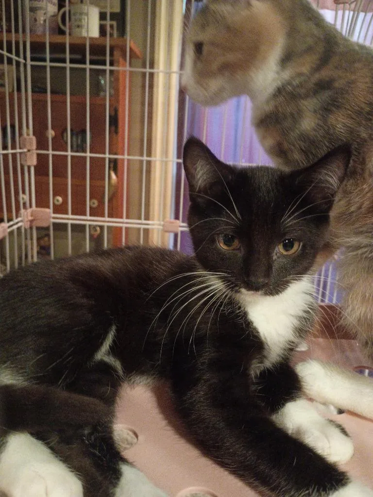 A baby small-sized female Domestic Short Hair cat named Cassie for adoption in LIberty, NY