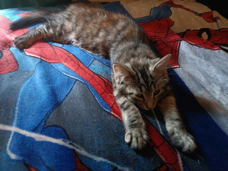 A baby medium-sized female Domestic Medium Hair cat named Squeak for adoption in Parkville, MD