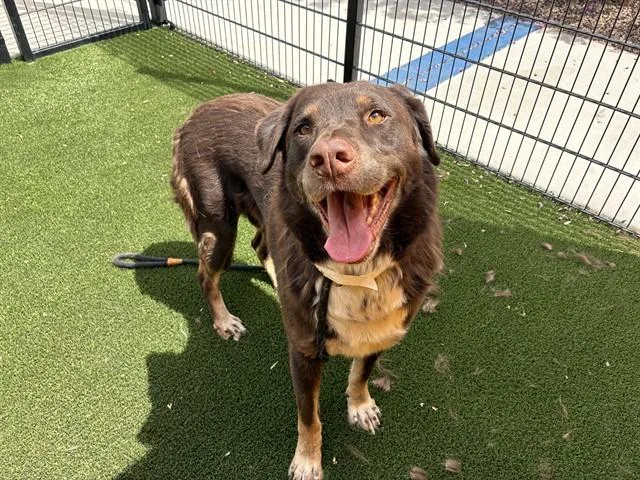 An adult large-sized male Labrador Retriever dog named John Lake for adoption in Mesa, AZ