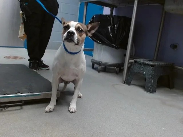 A young medium-sized male Portuguese Podengo dog named Tango for adoption in Albuquerque, NM