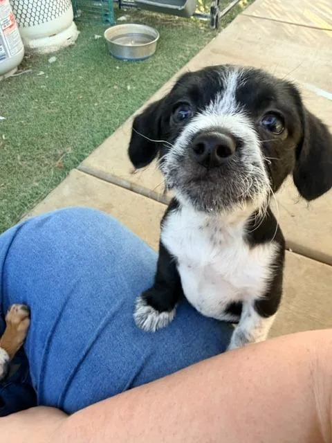A baby small-sized female Dachshund dog named Oreo for adoption in Los Angeles, CA