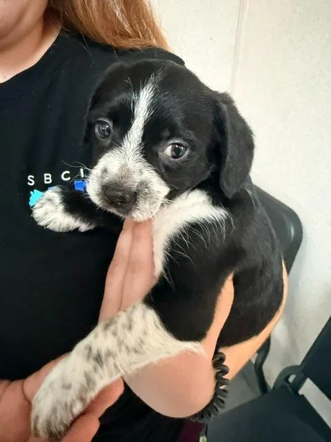 Oreo thumbnail 4